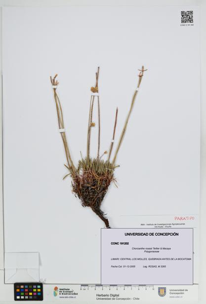 Chorizanthe rosasii [Espécimen: UDEC:CONC:0191202]