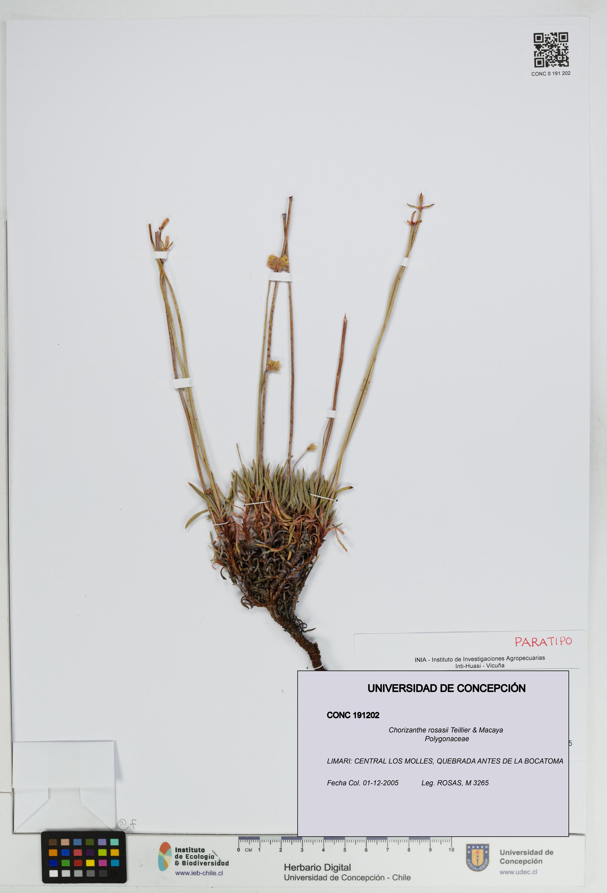 Chorizanthe rosasii [Espécimen: UDEC:CONC:0191202]