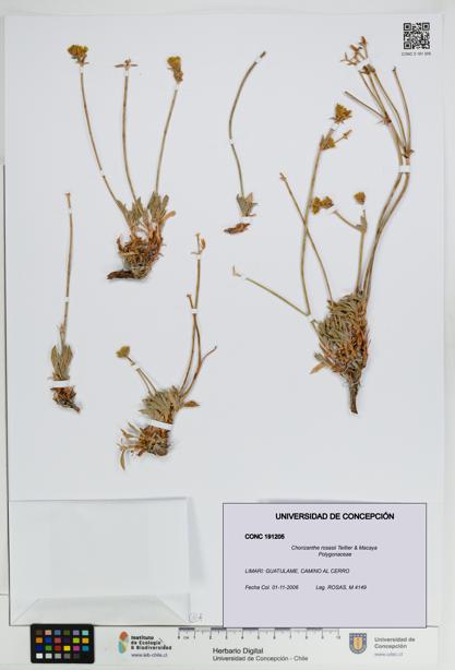 Chorizanthe rosasii [Espécimen: UDEC:CONC:0191205]