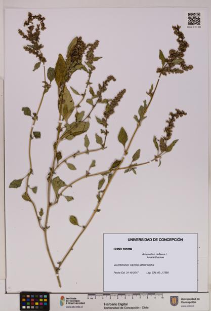 Amaranthus deflexus [Espécimen: UDEC:CONC:0191239]