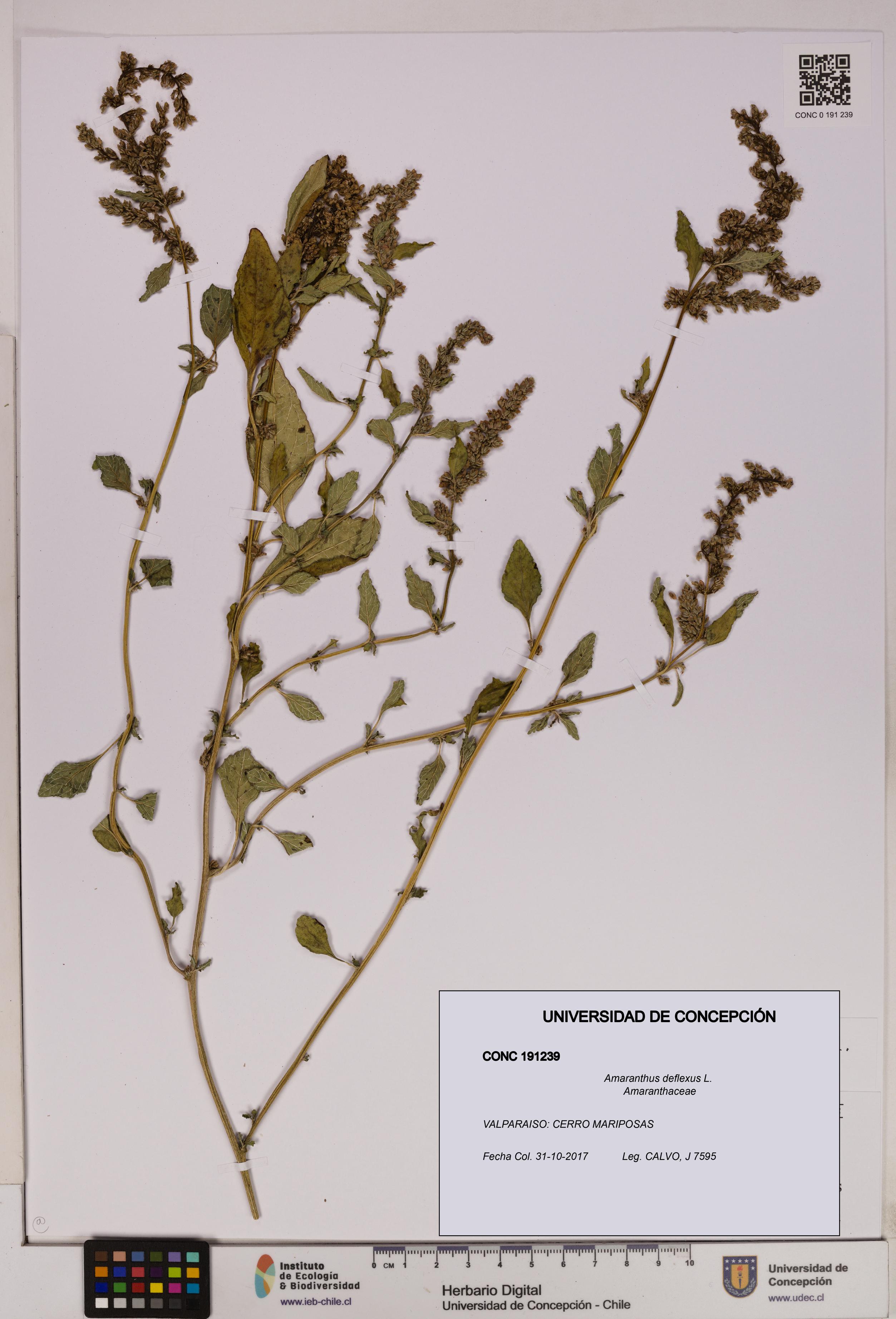 Amaranthus deflexus [Espécimen: UDEC:CONC:0191239]