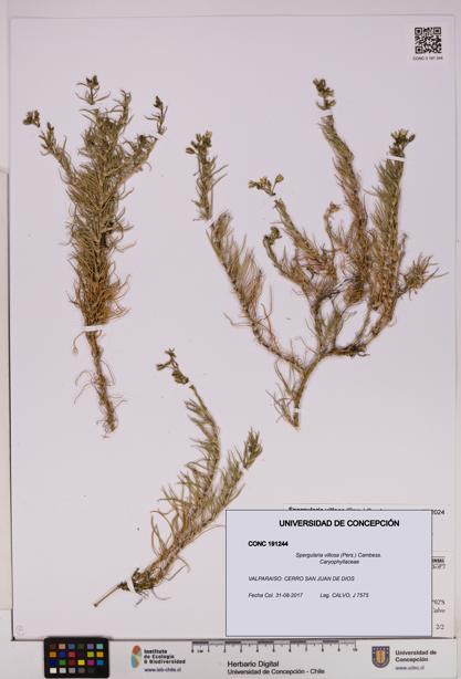Spergularia villosa [Espécimen: UDEC:CONC:0191244]