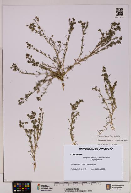 Spergularia rubra [Espécimen: UDEC:CONC:0191245]