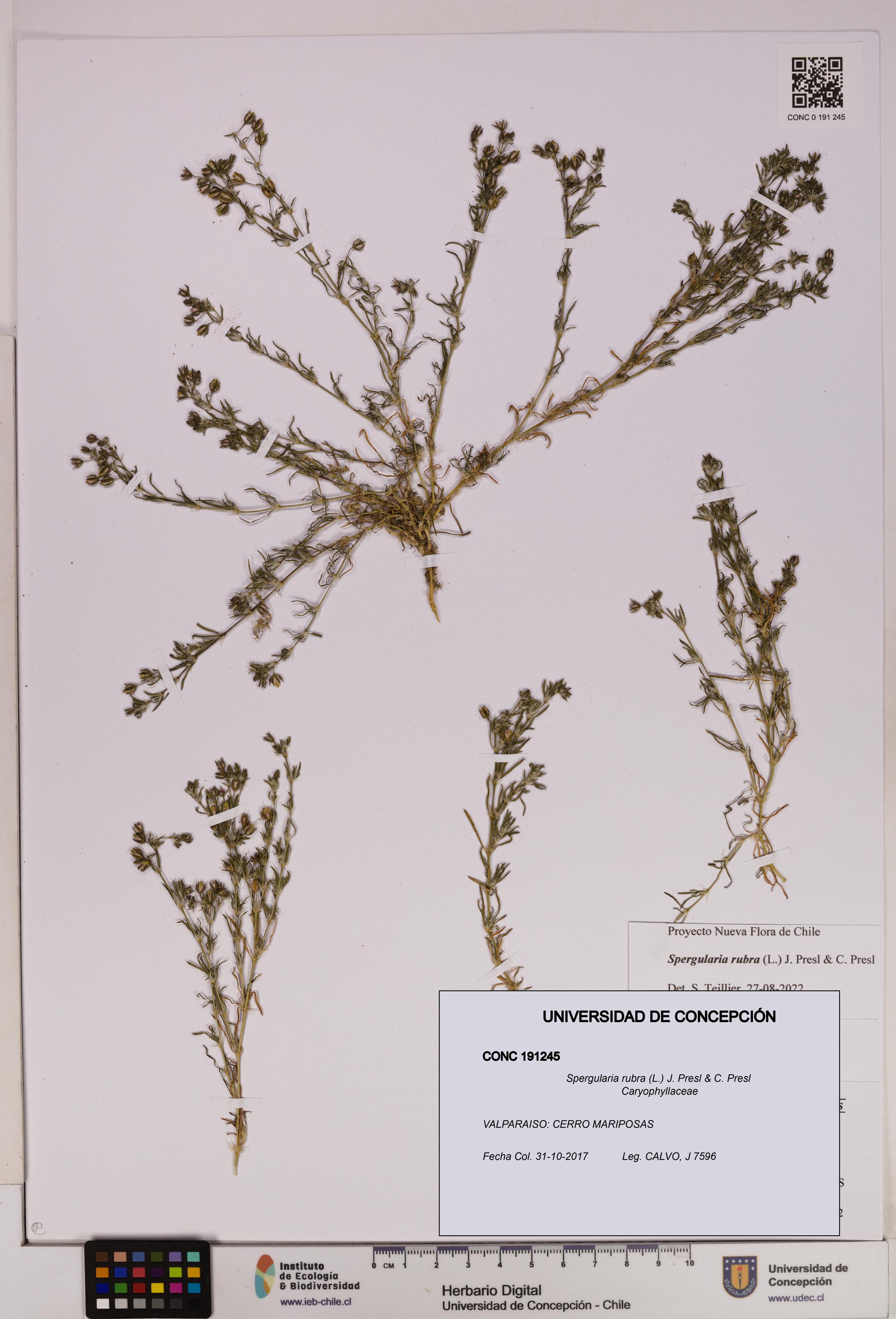 Spergularia rubra [Espécimen: UDEC:CONC:0191245]