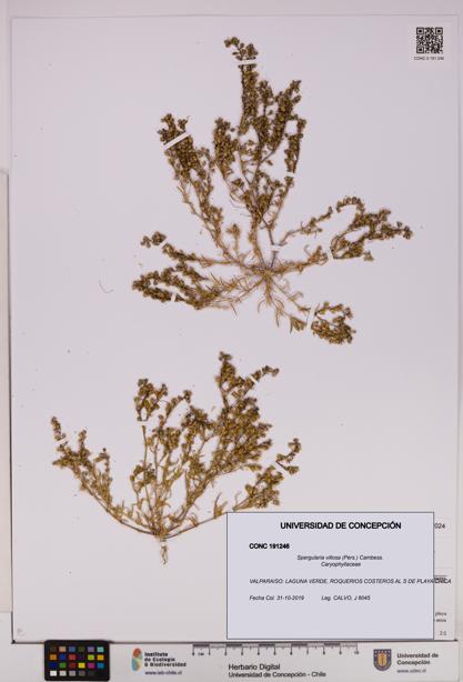 Spergularia villosa [Espécimen: UDEC:CONC:0191246]