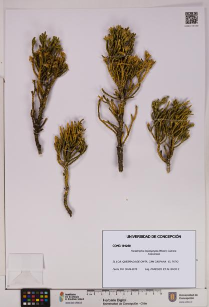 Parastrephia lepidophylla [Espécimen: UDEC:CONC:0191250]