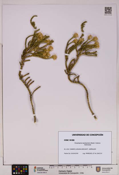 Parastrephia lepidophylla [Espécimen: UDEC:CONC:0191252]