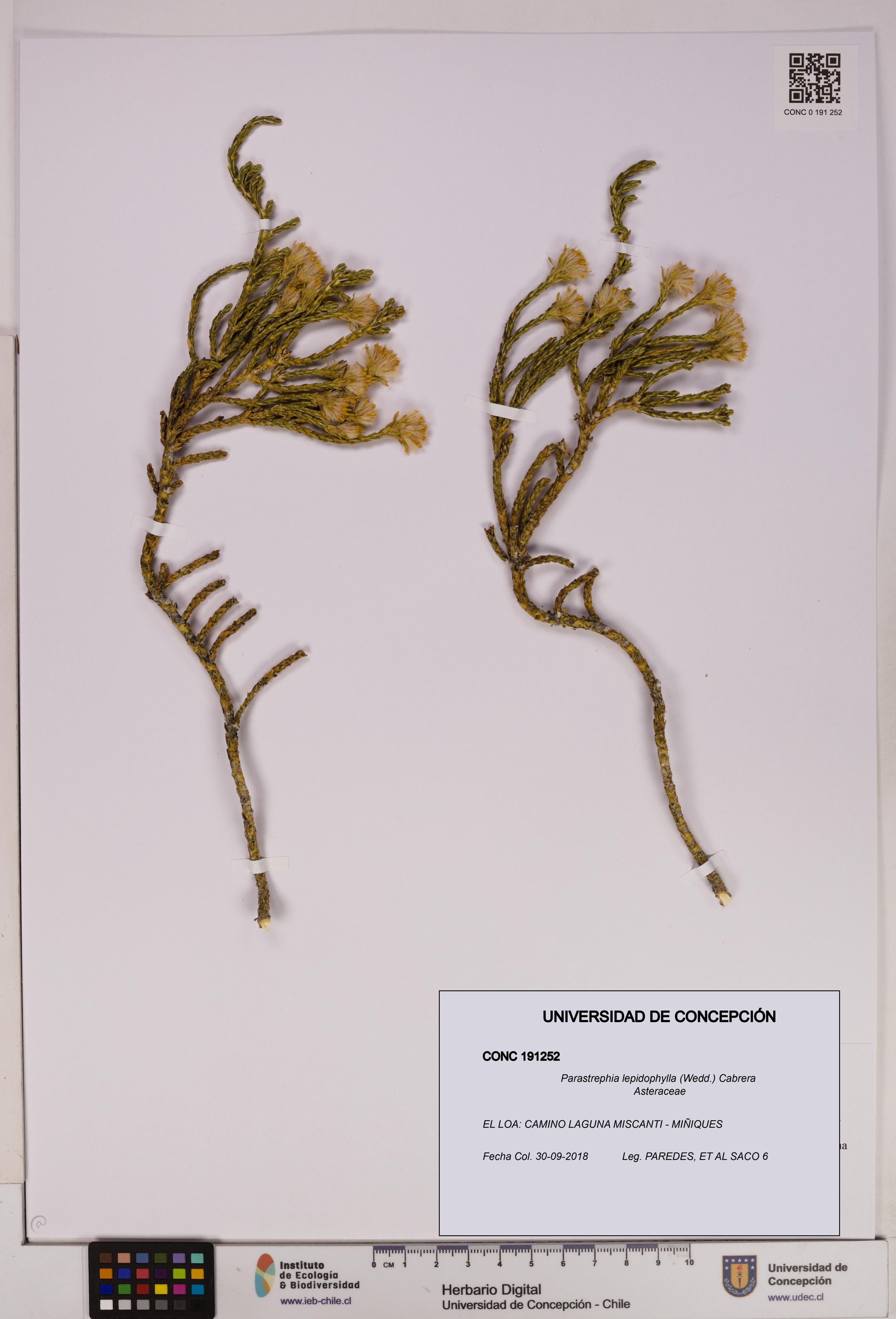 Parastrephia lepidophylla [Espécimen: UDEC:CONC:0191252]