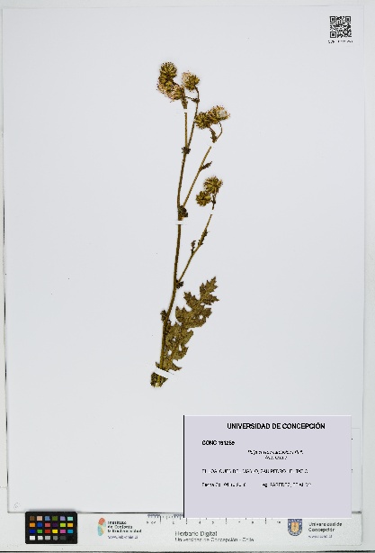 Polyachyrus carduoides [Espécimen: UDEC:CONC:0191259]
