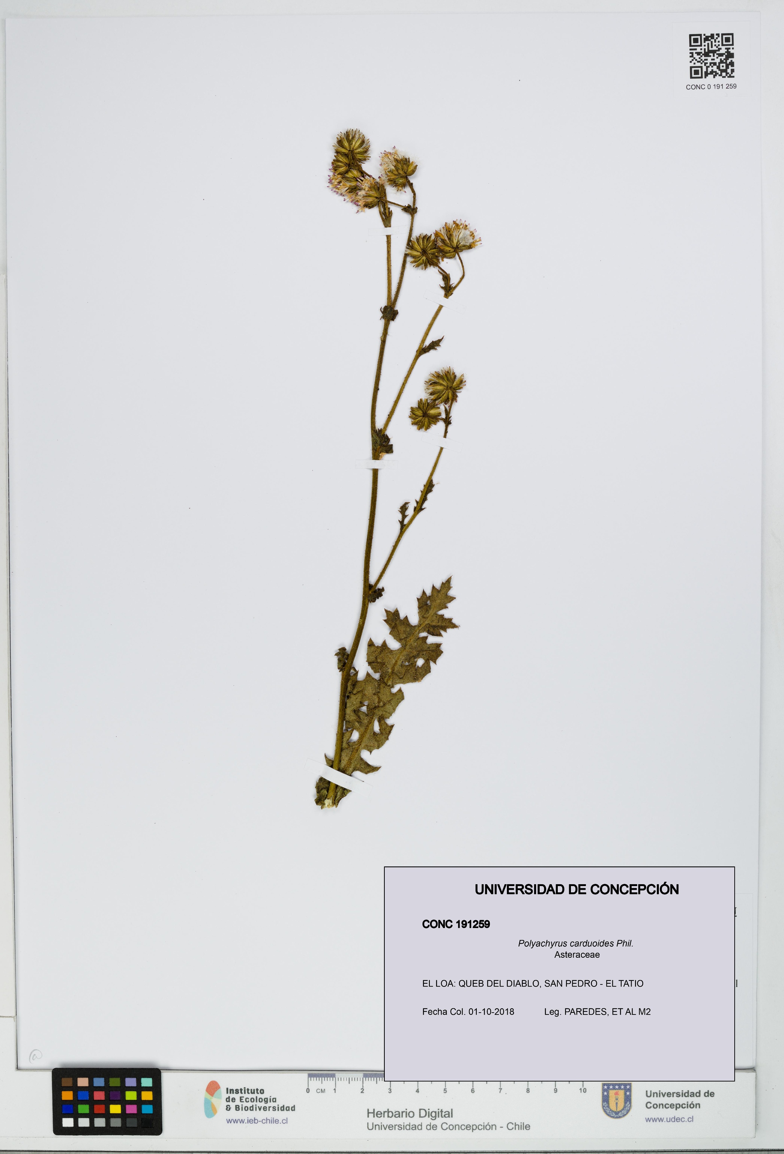 Polyachyrus carduoides [Espécimen: UDEC:CONC:0191259]