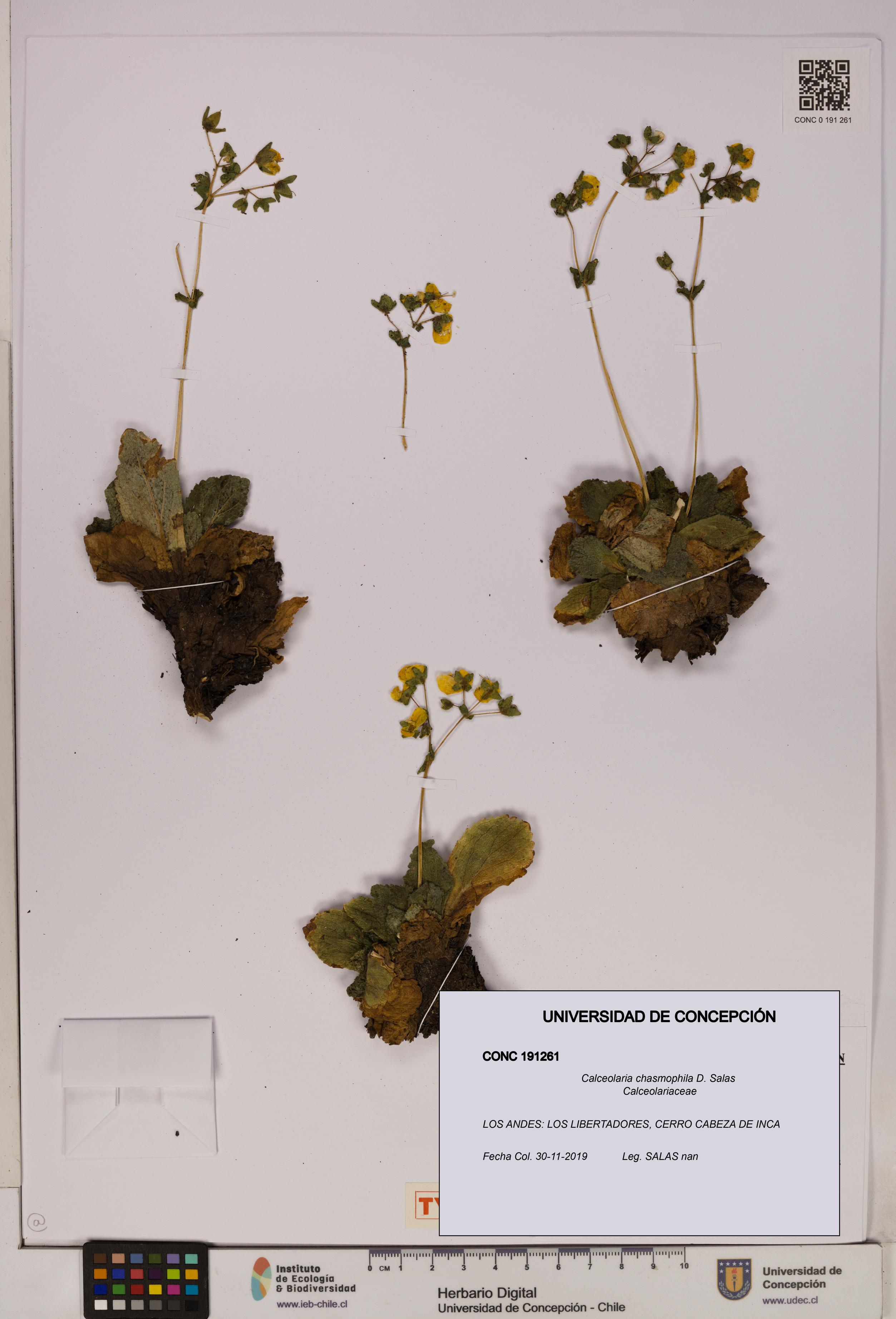Calceolaria chasmophila [Espécimen: UDEC:CONC:0191261]