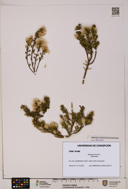 Baccharis tola [Espécimen: UDEC:CONC:0191262]
