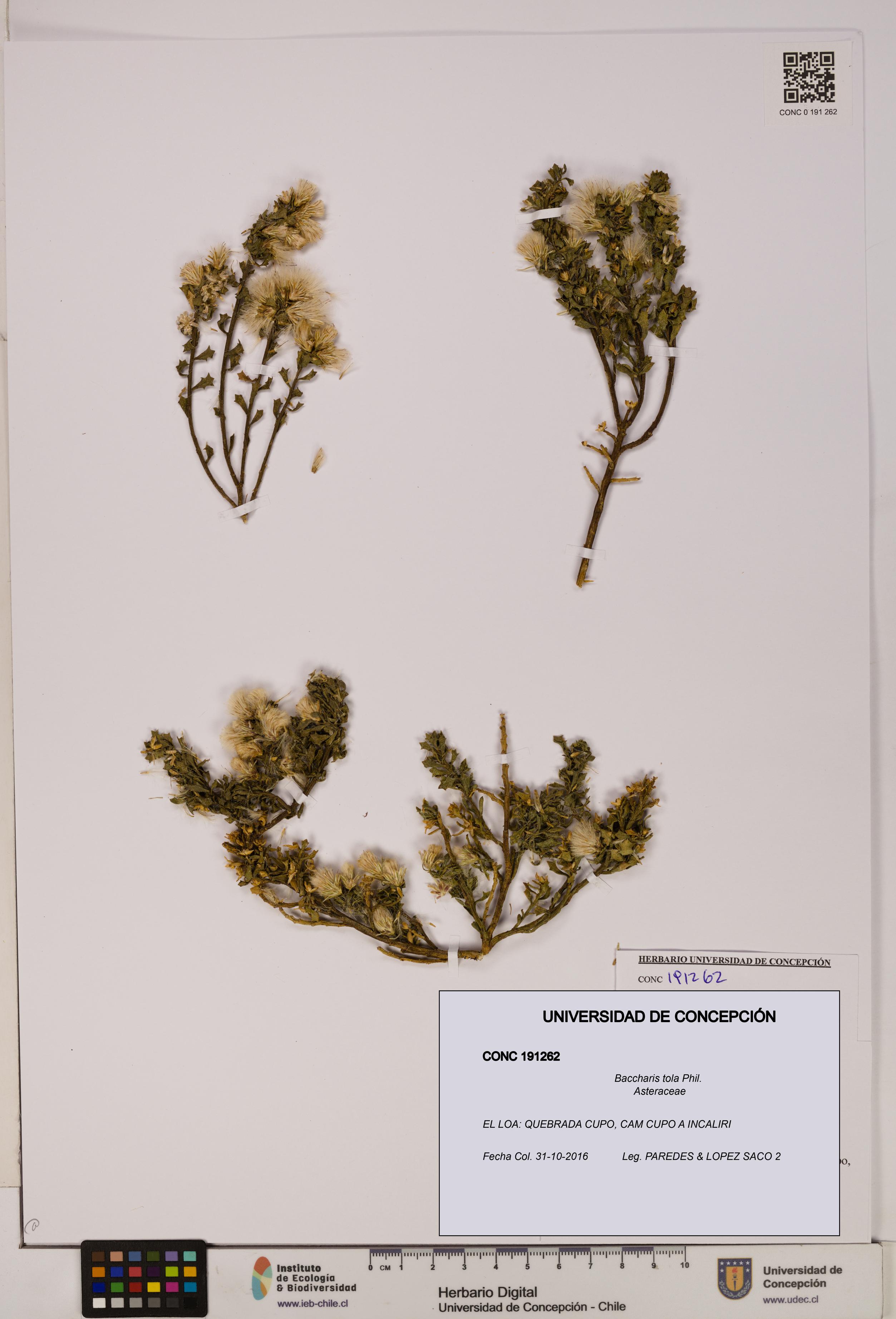 Baccharis tola [Espécimen: UDEC:CONC:0191262]