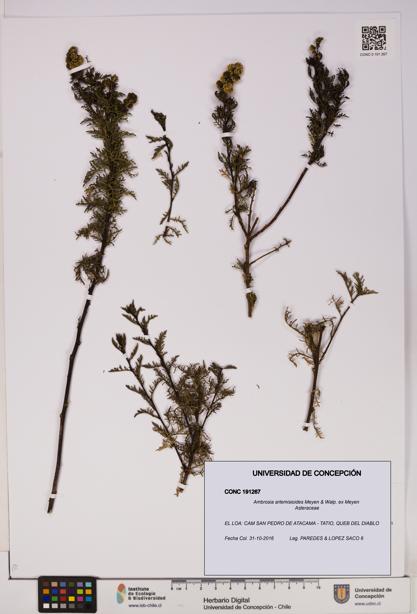 Ambrosia artemisioides [Espécimen: UDEC:CONC:0191267]