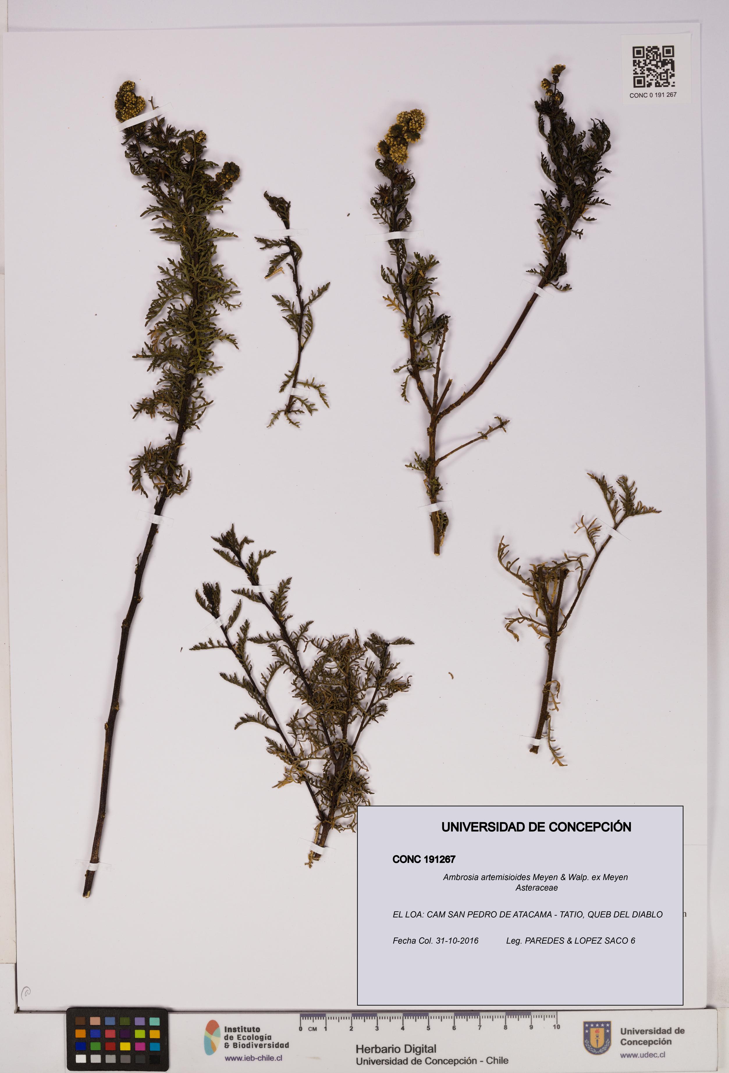 Ambrosia artemisioides [Espécimen: UDEC:CONC:0191267]