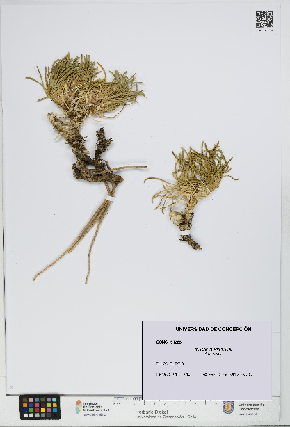 Werneria glaberrima [Espécimen: UDEC:CONC:0191268]