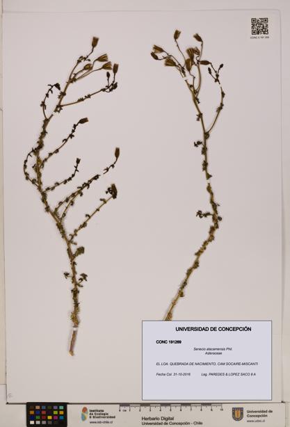 Senecio atacamensis [Espécimen: UDEC:CONC:0191269]