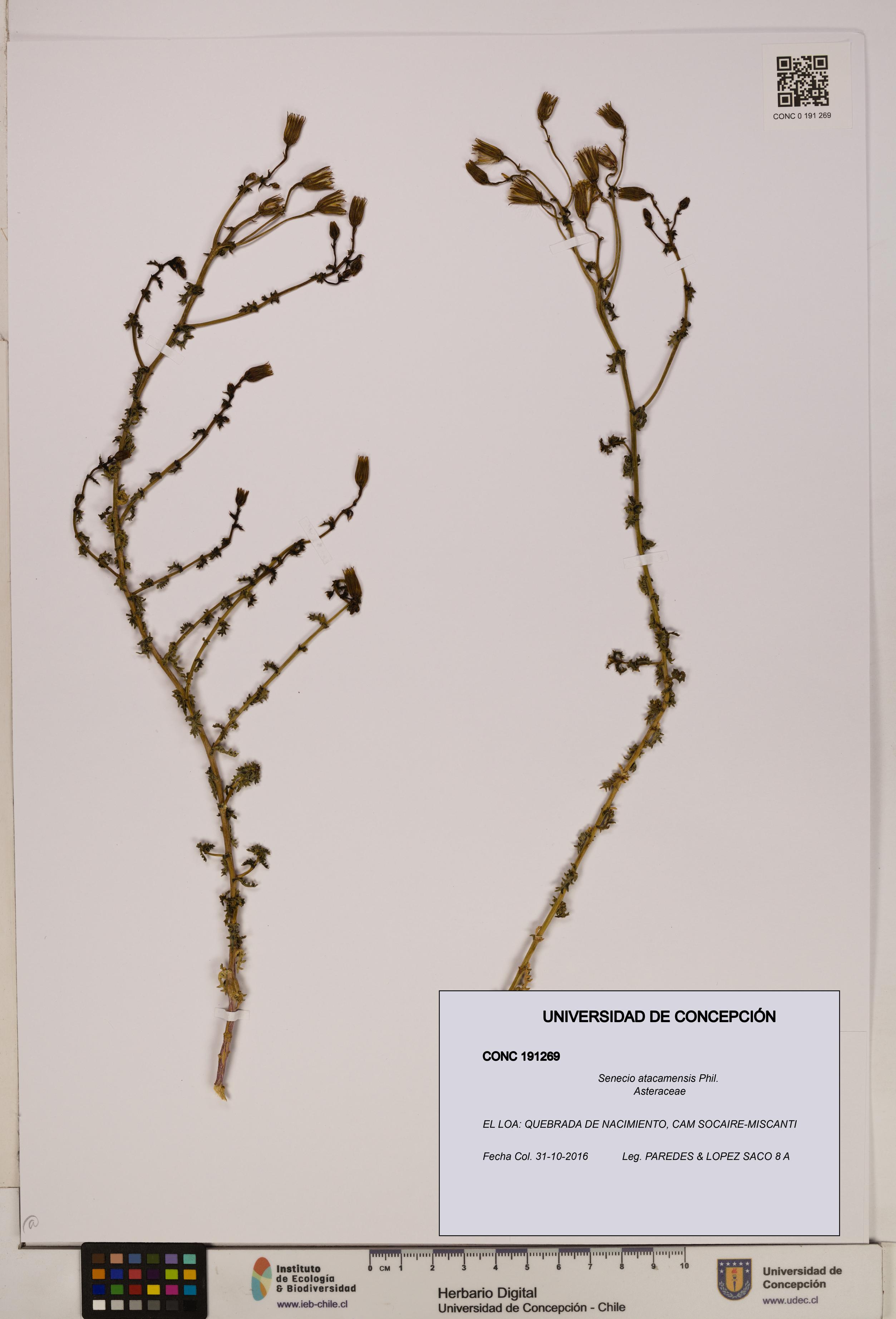 Senecio atacamensis [Espécimen: UDEC:CONC:0191269]