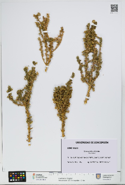 Senecio nutans [Espécimen: UDEC:CONC:0191270]