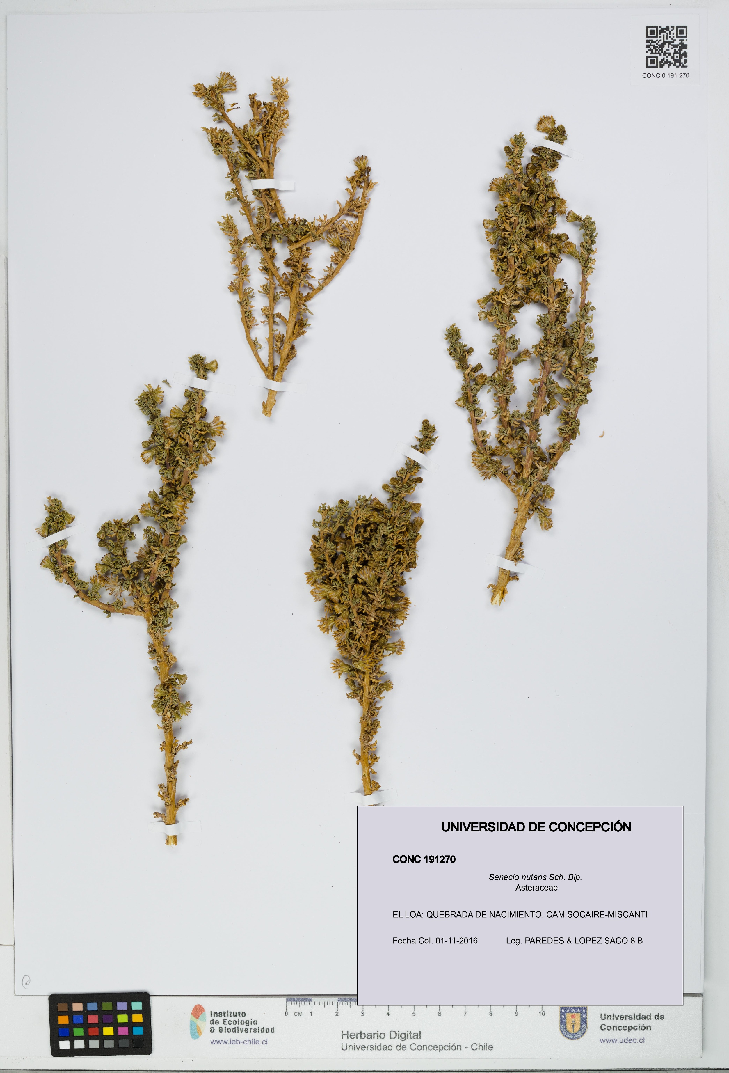 Senecio nutans [Espécimen: UDEC:CONC:0191270]
