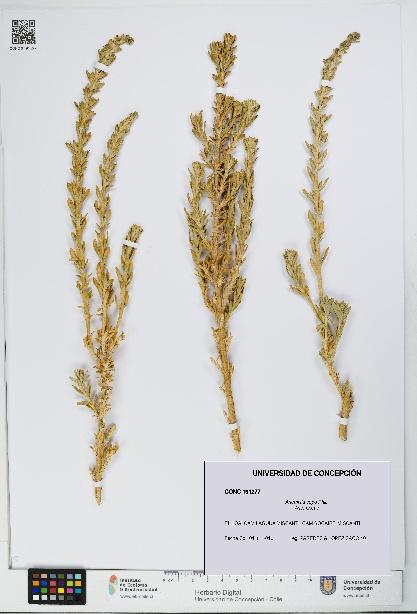 Artemisia copa [Espécimen: UDEC:CONC:0191277]
