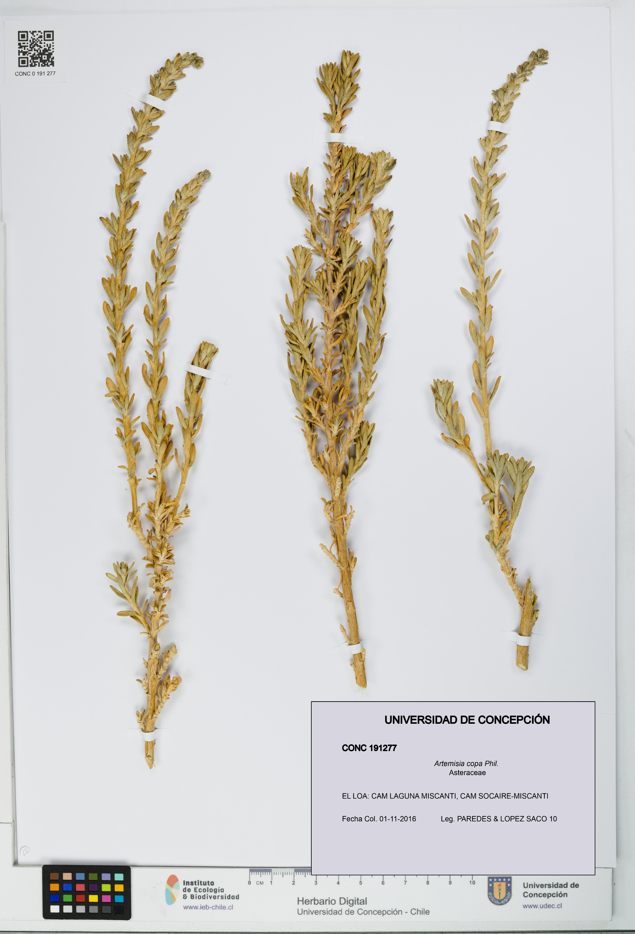 Artemisia copa [Espécimen: UDEC:CONC:0191277]
