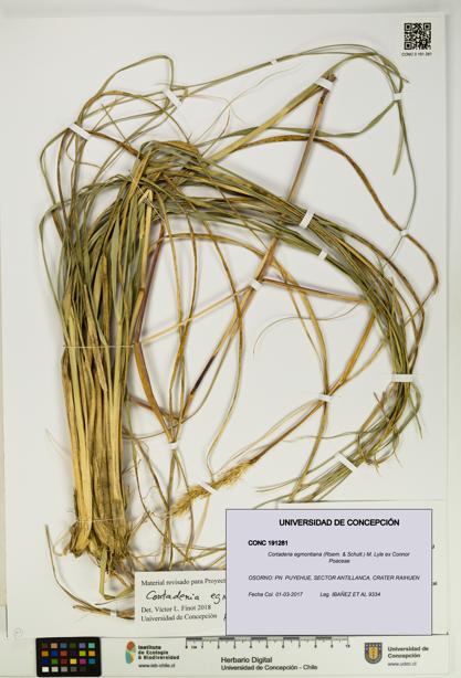 Cortaderia egmontiana [Espécimen: UDEC:CONC:0191281]