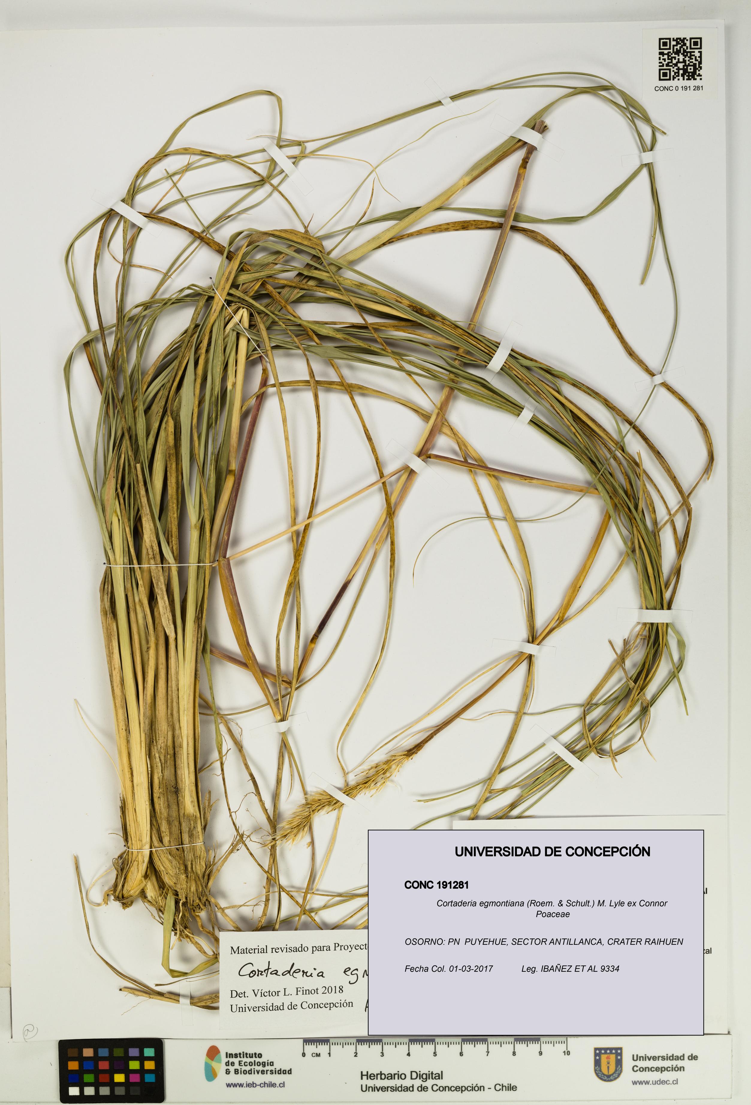 Cortaderia egmontiana [Espécimen: UDEC:CONC:0191281]