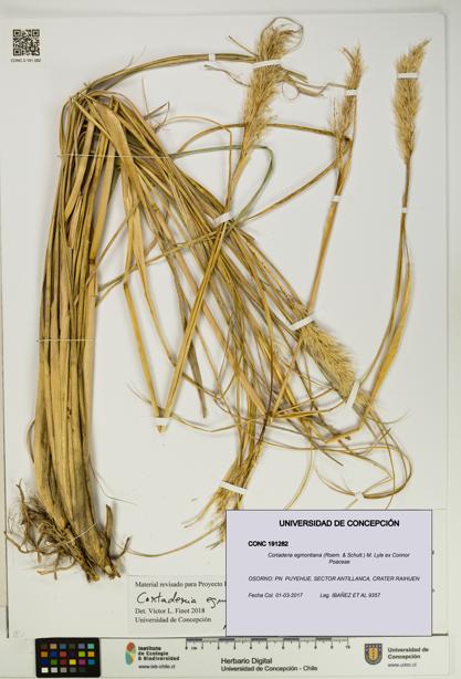Cortaderia egmontiana [Espécimen: UDEC:CONC:0191282]