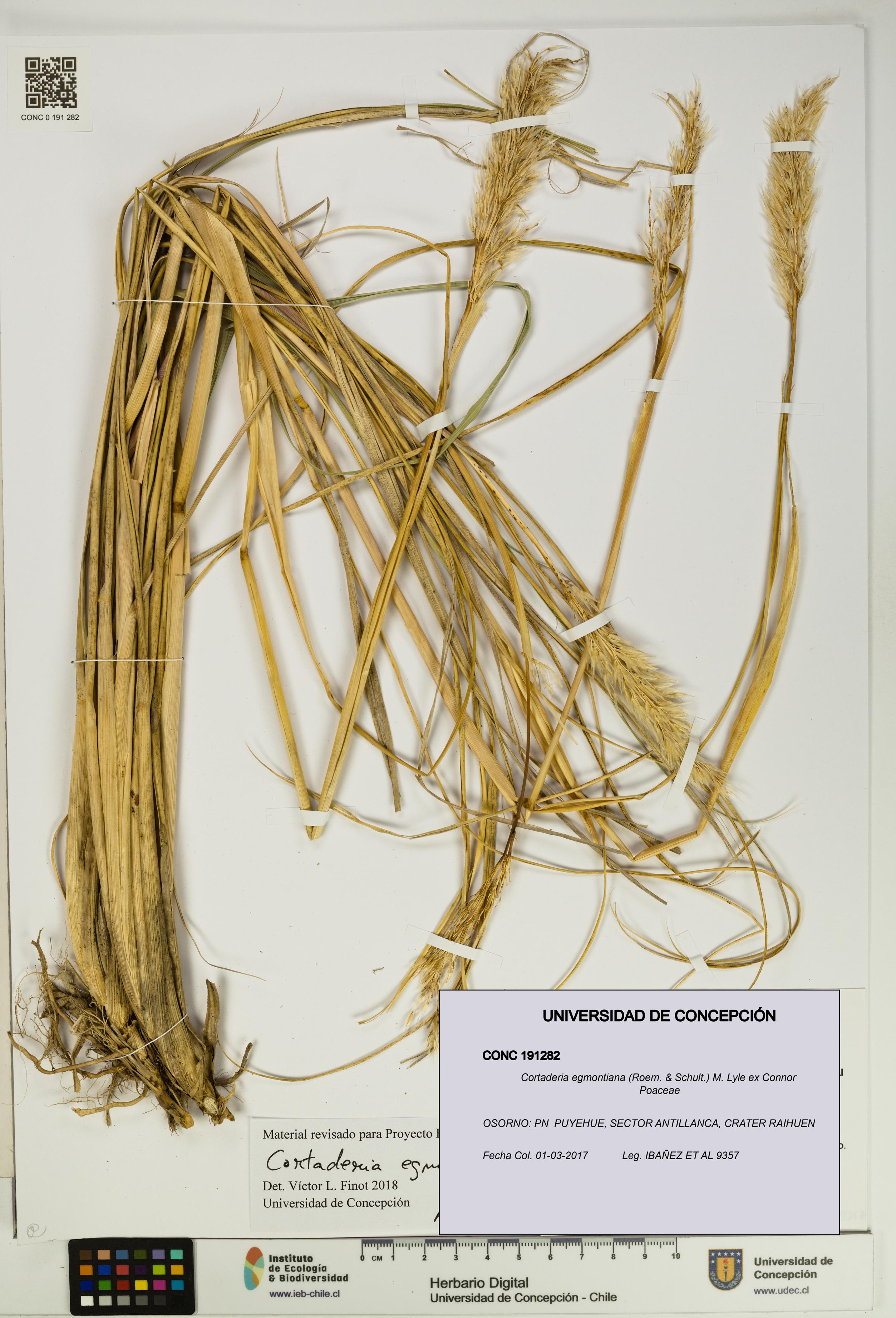 Cortaderia egmontiana [Espécimen: UDEC:CONC:0191282]