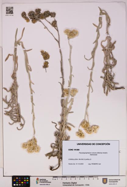 Pseudognaphalium viravira [Espécimen: UDEC:CONC:0191283]