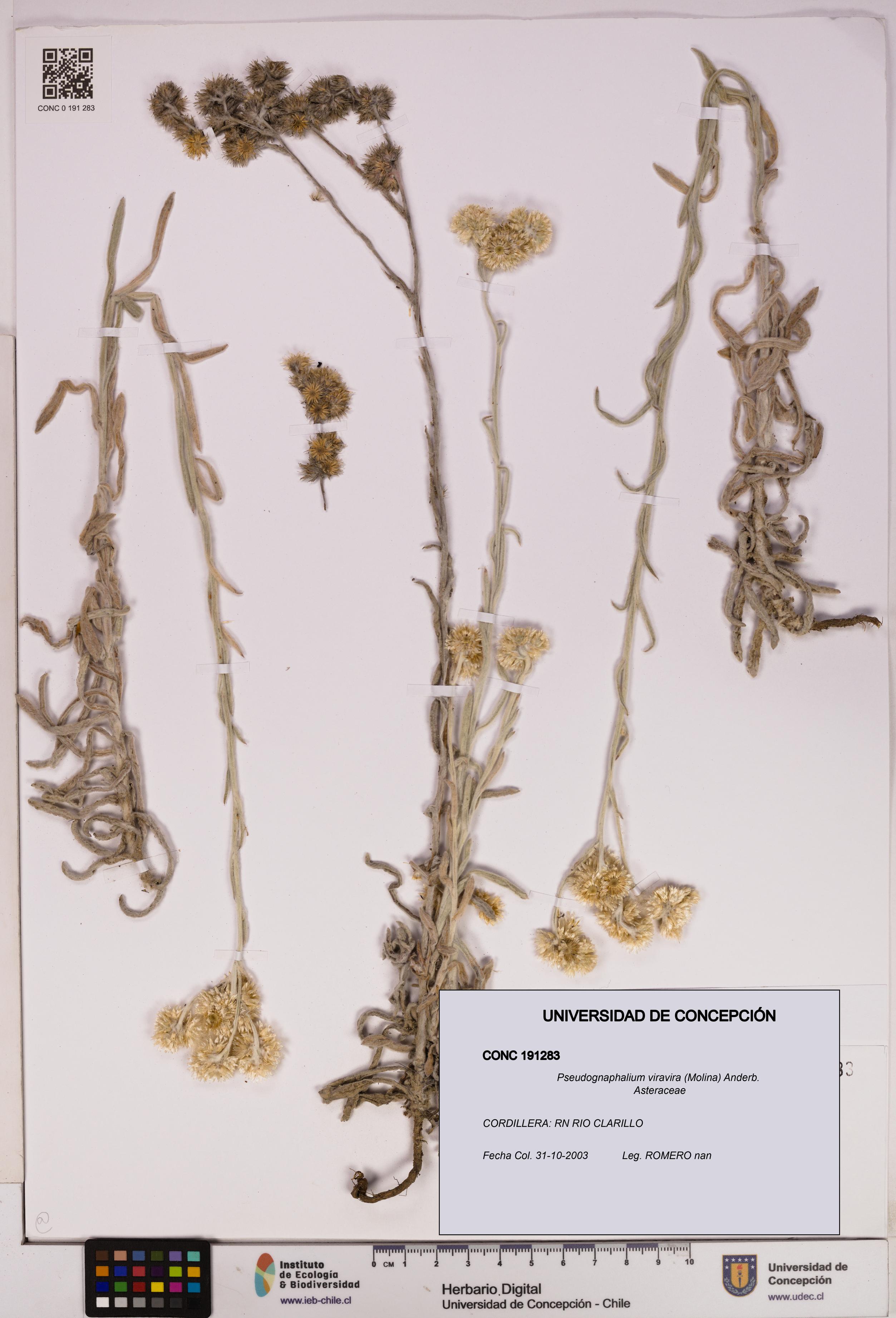 Pseudognaphalium viravira [Espécimen: UDEC:CONC:0191283]