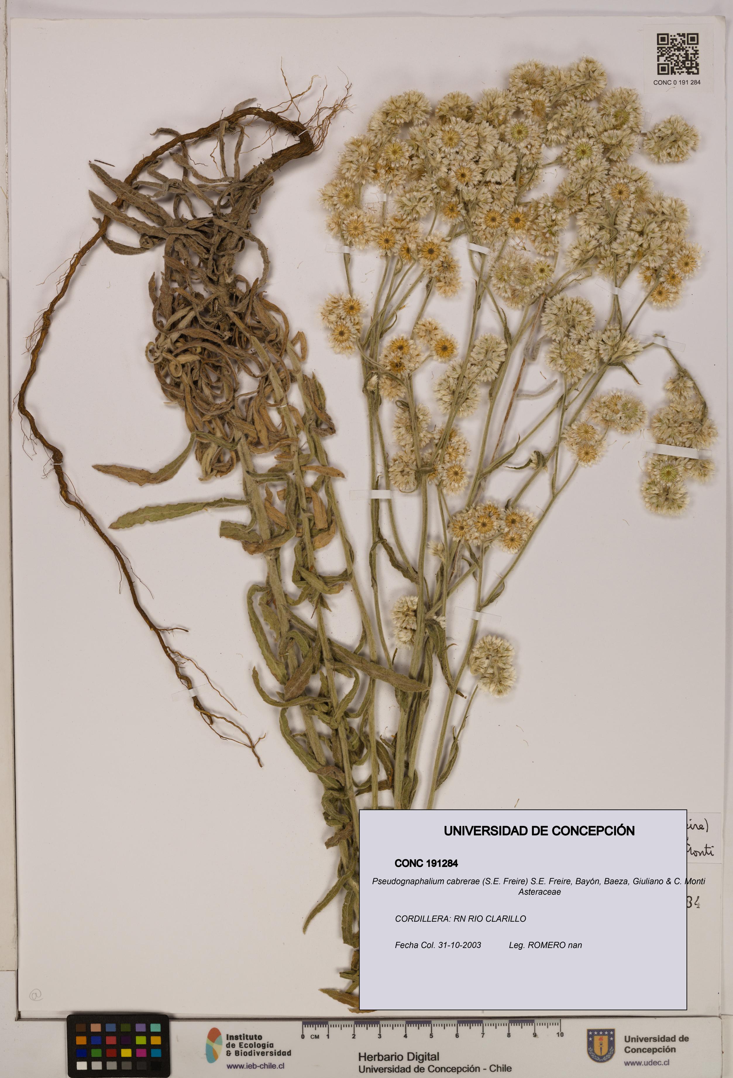 Pseudognaphalium cabrerae [Espécimen: ]
