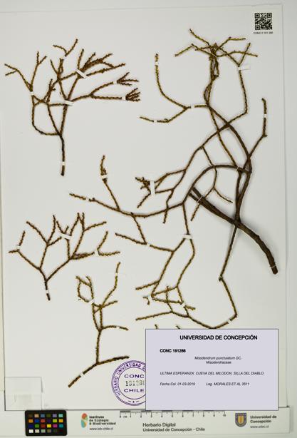 Misodendrum punctulatum [Espécimen: UDEC:CONC:0191286]