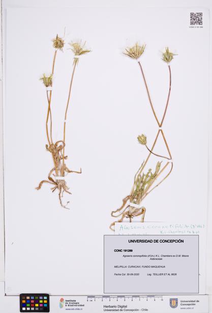 Agoseris coronopifolia [Espécimen: ]