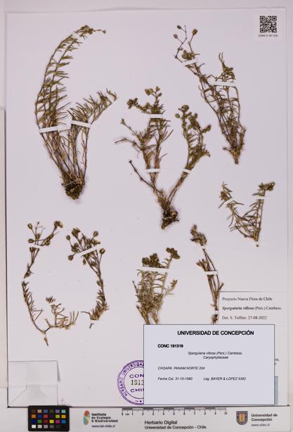 Spergularia villosa [Espécimen: UDEC:CONC:0191319]