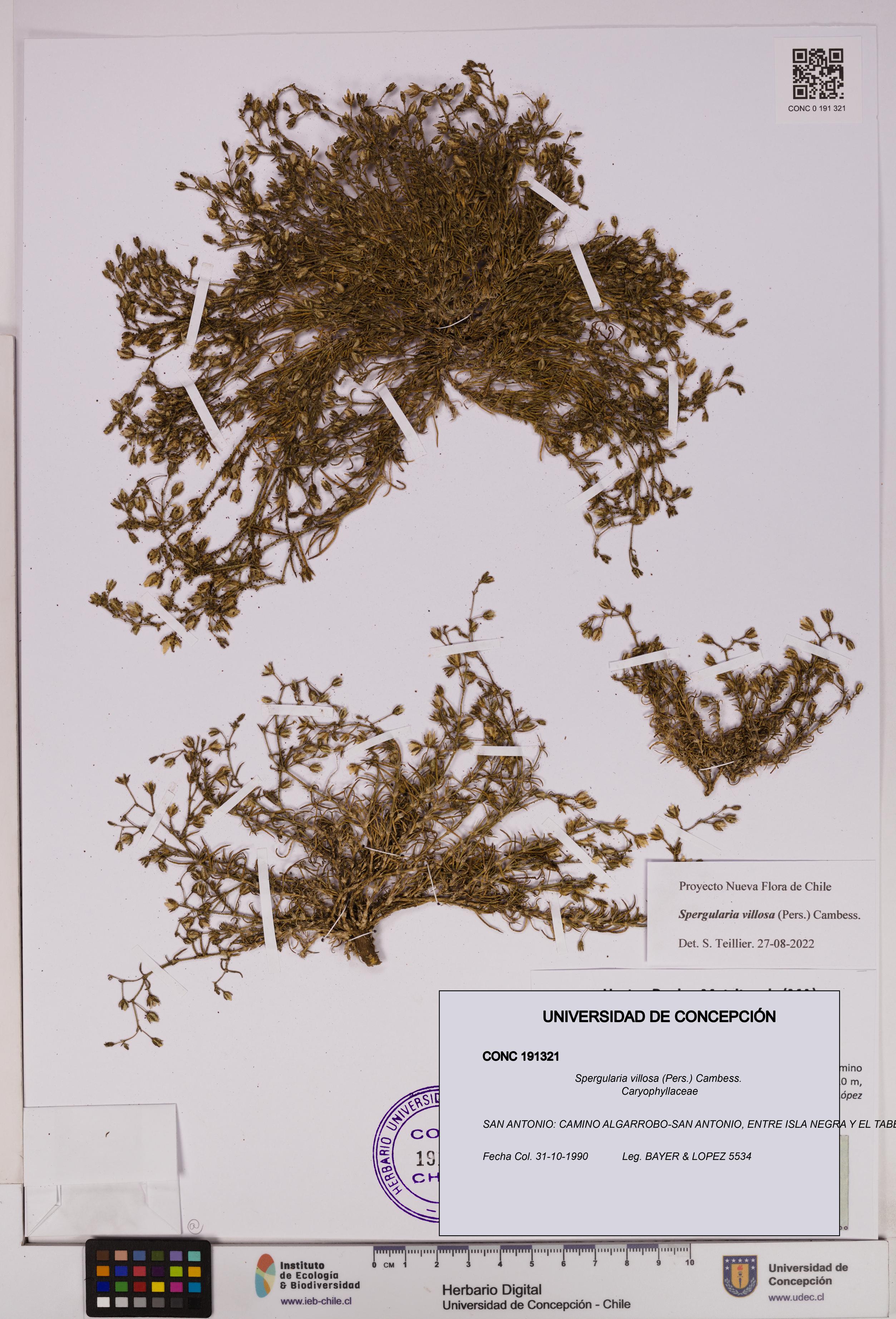 Spergularia villosa [Espécimen: UDEC:CONC:0191321]