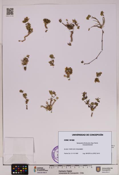 Spergularia floribunda [Espécimen: UDEC:CONC:0191322]