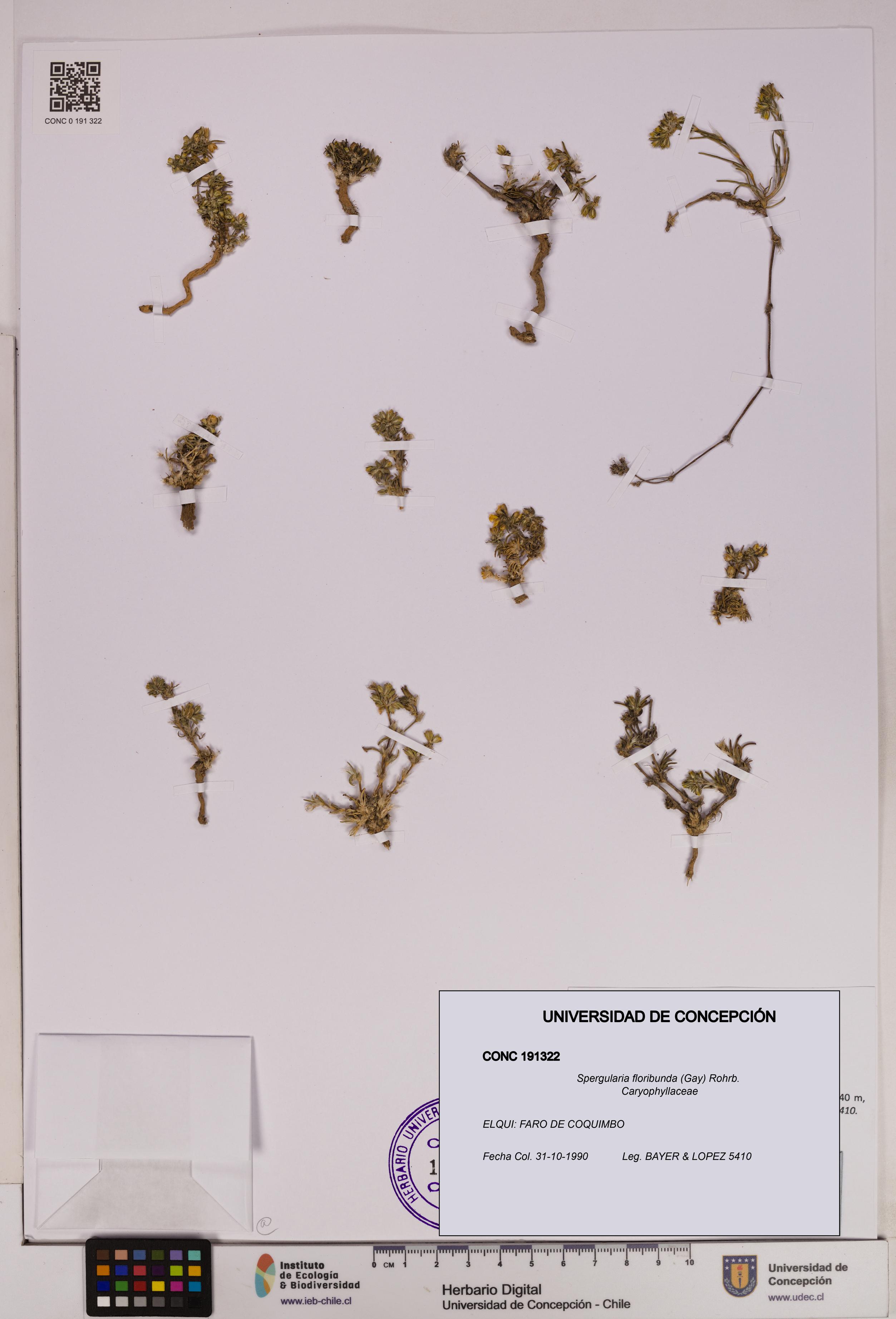 Spergularia floribunda [Espécimen: UDEC:CONC:0191322]