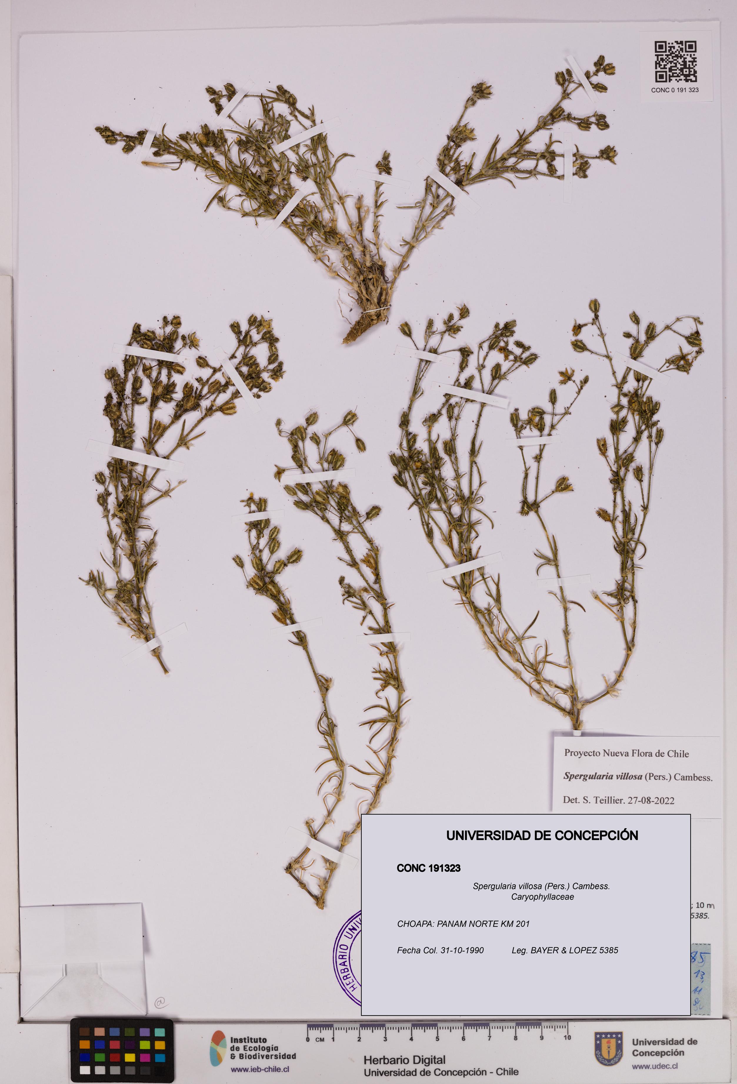 Spergularia villosa [Espécimen: UDEC:CONC:0191323]