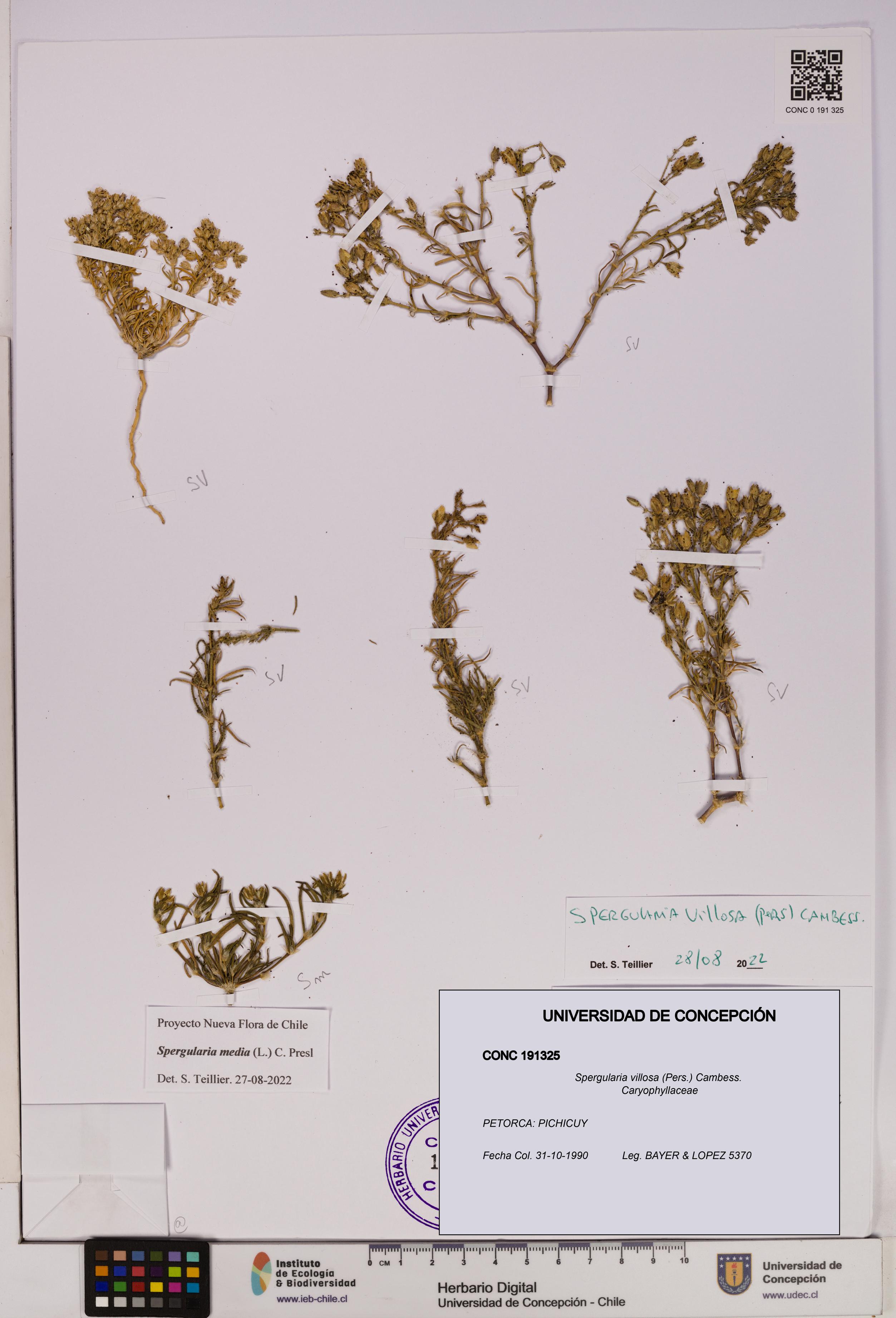 Spergularia villosa [Espécimen: UDEC:CONC:0191325]