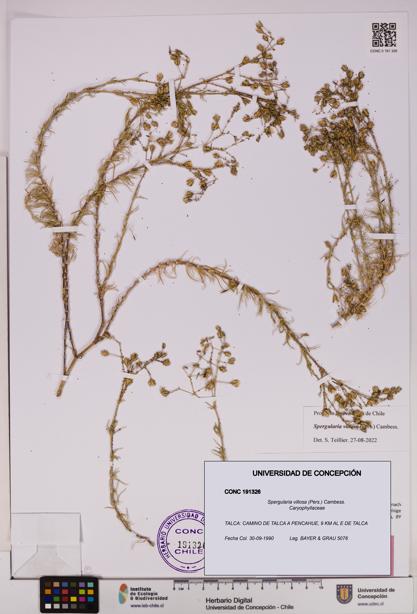 Spergularia villosa [Espécimen: UDEC:CONC:0191326]