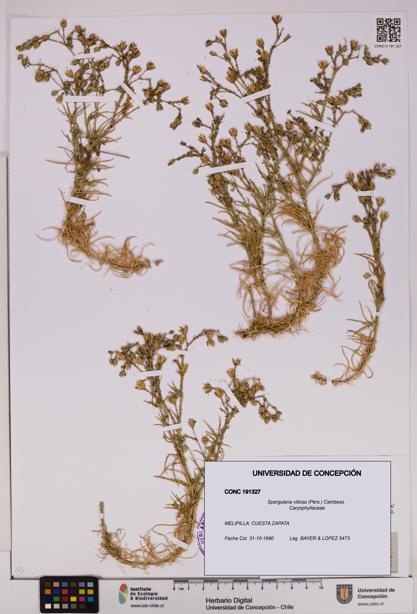 Spergularia villosa [Espécimen: UDEC:CONC:0191327]