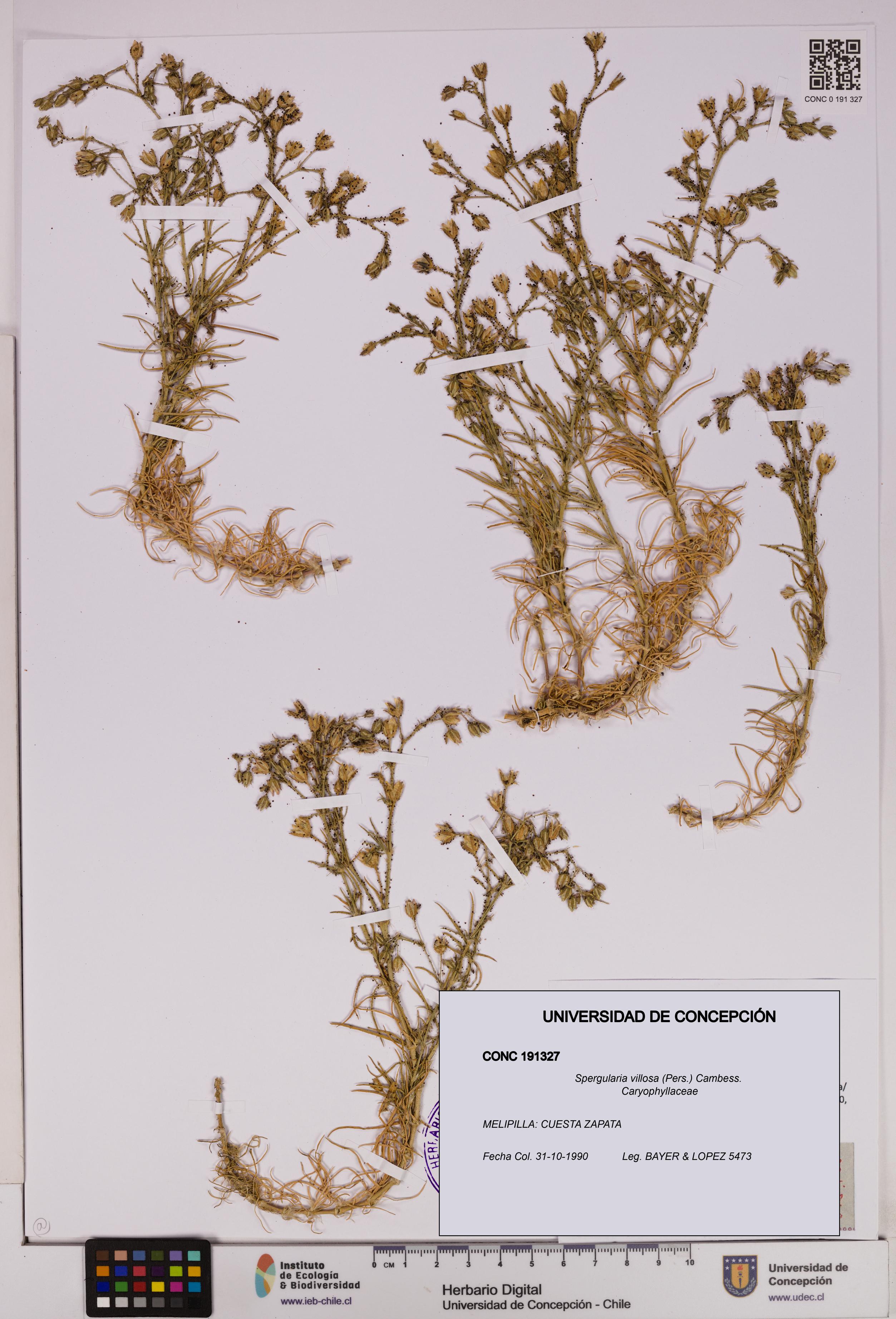 Spergularia villosa [Espécimen: UDEC:CONC:0191327]