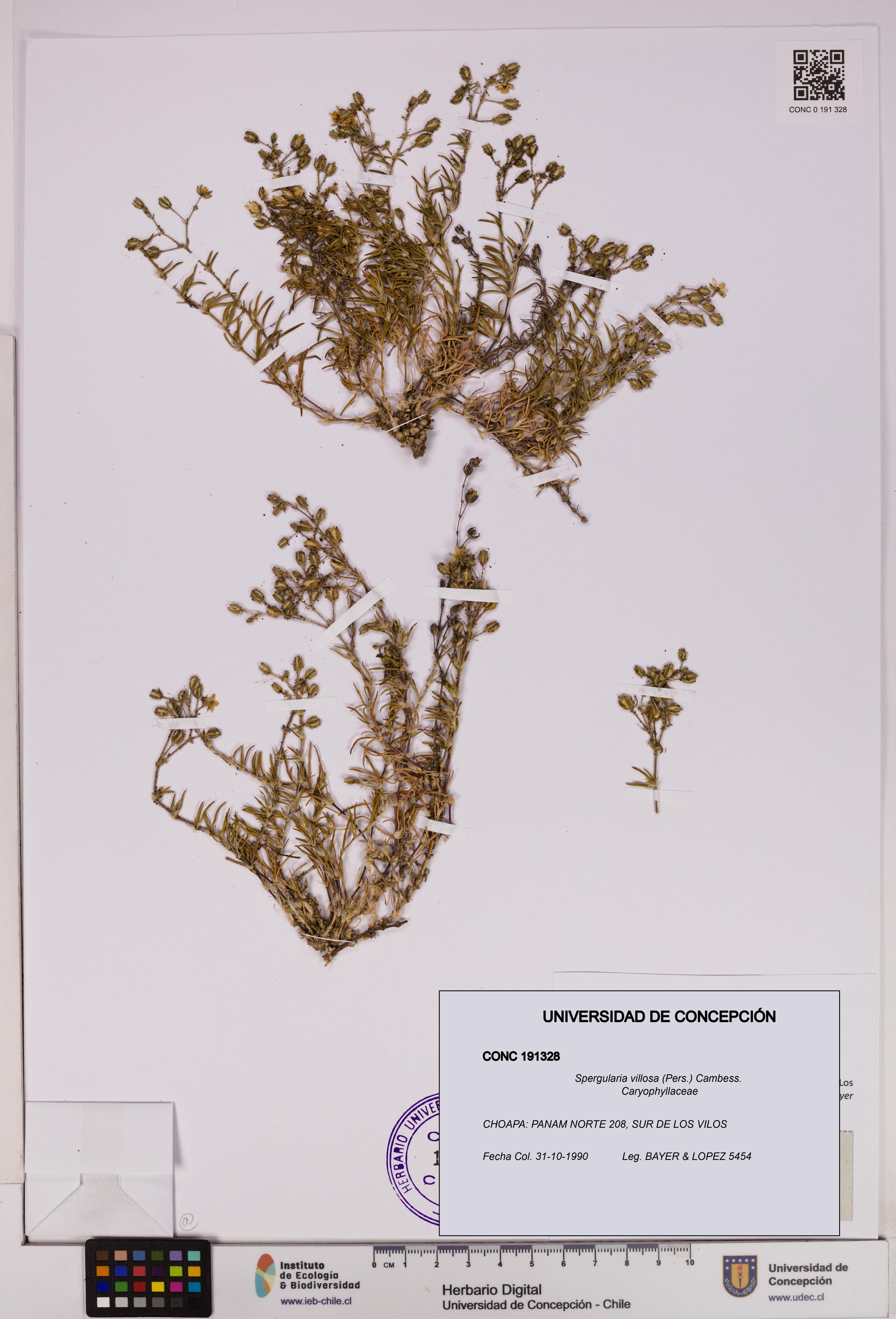 Spergularia villosa [Espécimen: UDEC:CONC:0191328]