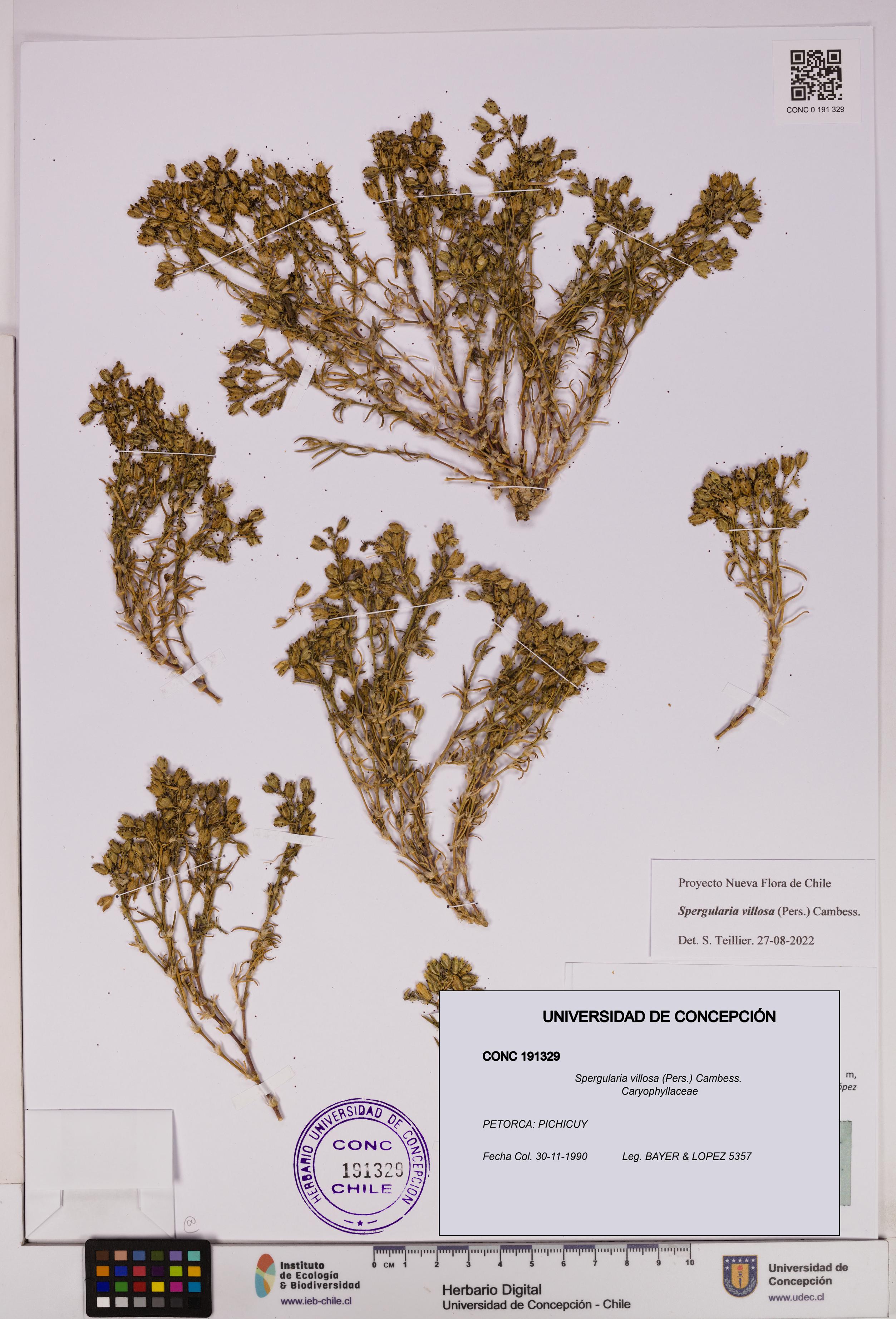 Spergularia villosa [Espécimen: UDEC:CONC:0191329]
