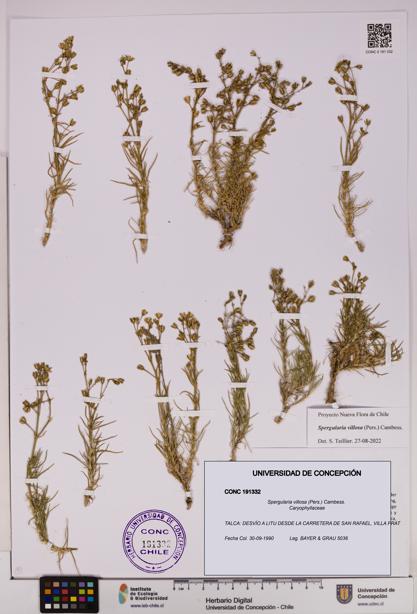 Spergularia villosa [Espécimen: UDEC:CONC:0191332]