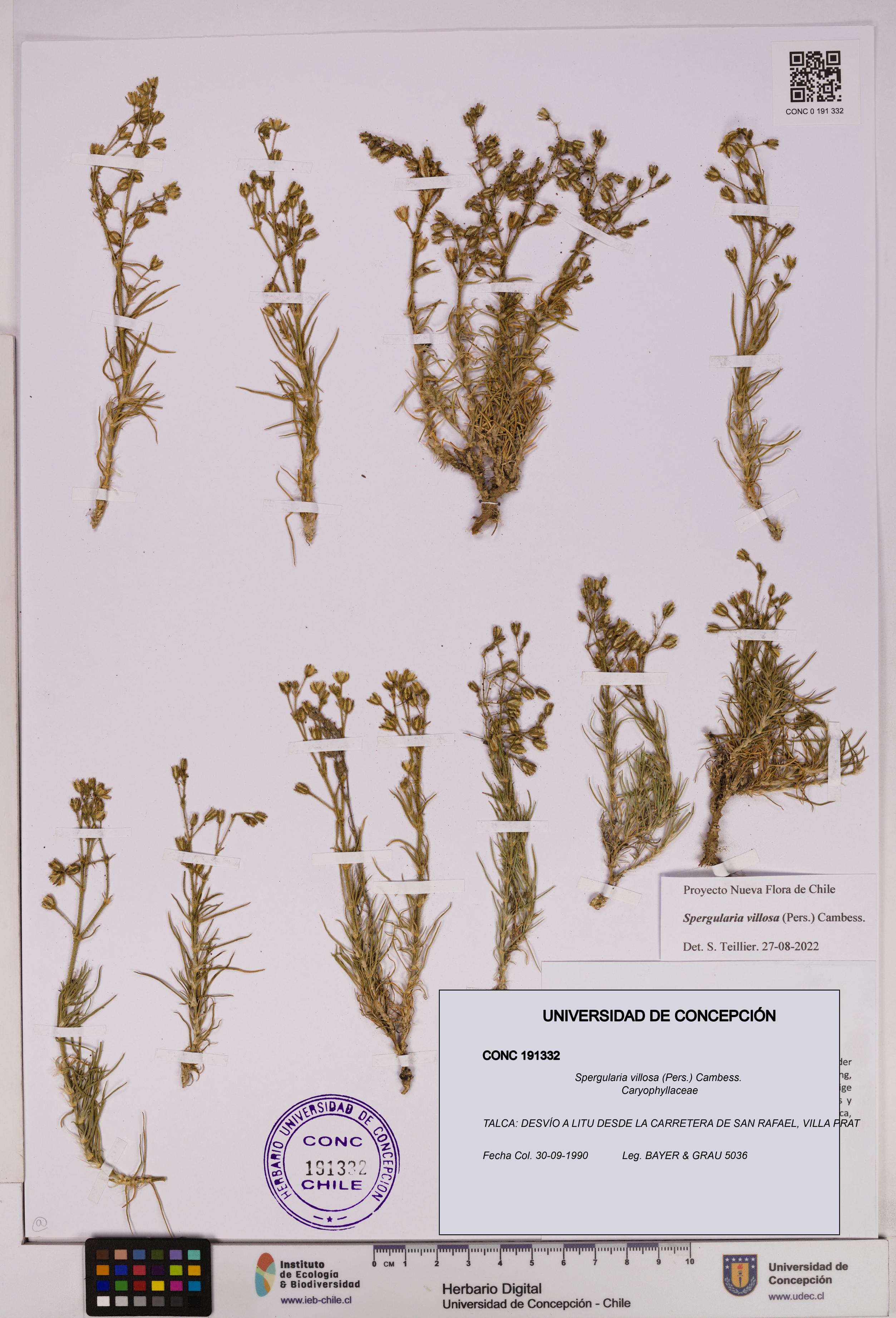 Spergularia villosa [Espécimen: UDEC:CONC:0191332]