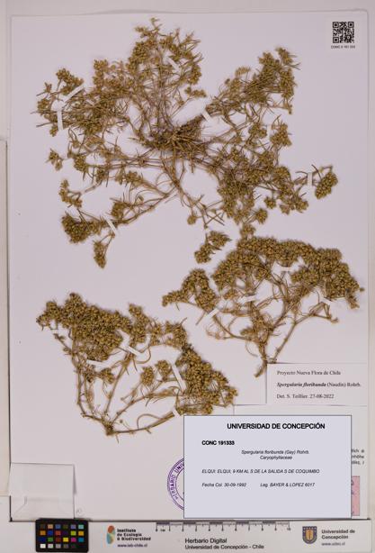 Spergularia floribunda [Espécimen: UDEC:CONC:0191333]