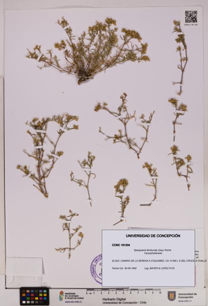 Spergularia floribunda [Espécimen: UDEC:CONC:0191334]